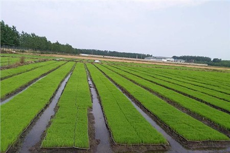 新沂使用育苗基质水稻秧苗根壮苗青