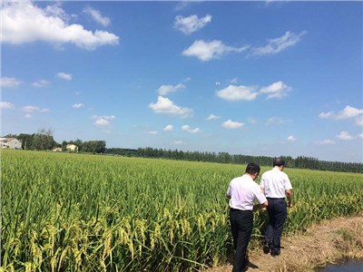 曹集水稻试验示范基地
