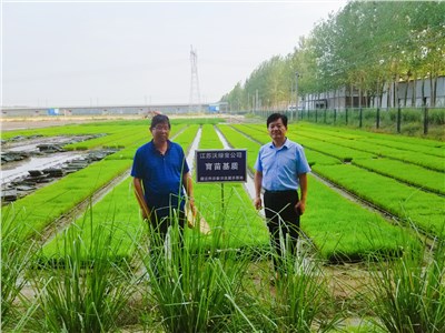 洋北水稻育苗基质试验示范基地